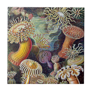 Haeckel Zee Anemone Ocean Life Natuur Kunst Schild Tegeltje