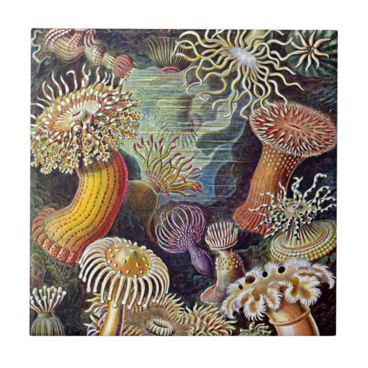 Haeckel Zee Anemone Ocean Life Natuur Kunst Schild Tegeltje (Voorkant)