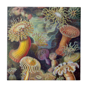 Haeckel Zee Anemones Ceramics Tegeltje