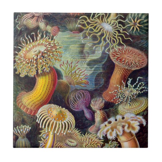 Haeckel Zee Anemones Ceramics Tegeltje (Voorkant)