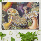Haeckel Zee Urchins Theedoek (Gevouwen)