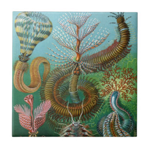 Haeckel Zee Worms Ceramics Tegeltje