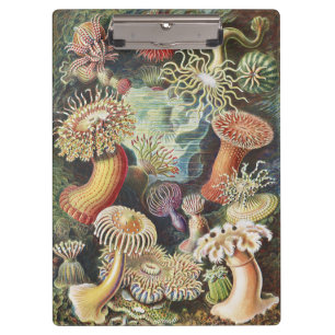 Haeckel Zeeanemonen Nautische Zeeleven Kunst Colla Klembord