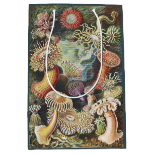 Haeckel Zeeanemonen Nautische Zeeleven Kunst Colla Medium Cadeauzakje