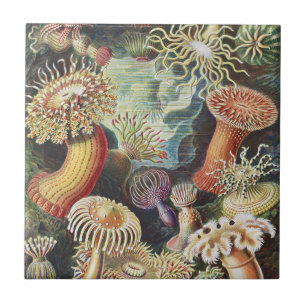 Haeckel Zeeanemonen Nautische Zeeleven Kunst Colla Tegeltje