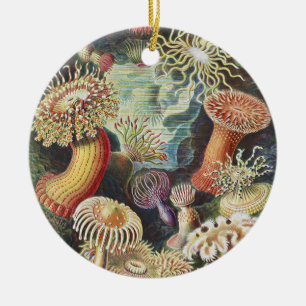 Haeckel Zeeanemonen Scheepvaart Zeeleven Kunst Col Keramisch Ornament