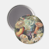 Haeckel Zeeanemonen Scheepvaart Zeeleven Kunst Col Magneet (Voorkant / Achterkant)