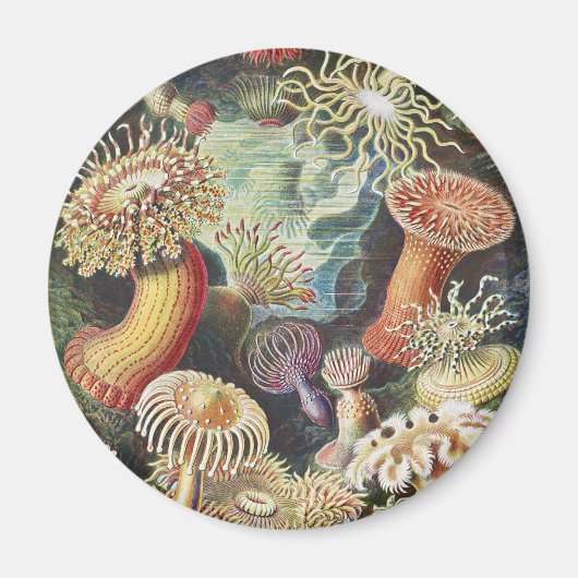 Haeckel Zeeanemonen Scheepvaart Zeeleven Kunst Col Magneet (Voorkant)