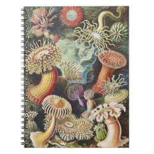 Haeckel Zeeanemonen Scheepvaart Zeeleven Kunst Col Notitieboek