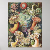 Haeckel Zeeanemonen Scheepvaart Zeeleven Kunst Col Poster (Voorkant)