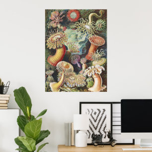 Haeckel Zeeanemonen Scheepvaart Zeeleven Kunst Col Poster