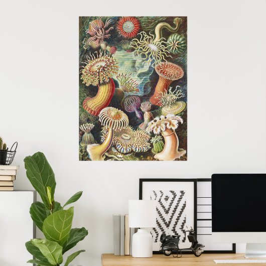 Haeckel Zeeanemonen Scheepvaart Zeeleven Kunst Col Poster (Thuiskantoor)