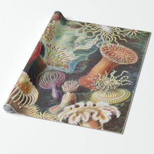 Haeckel Zeeanemonen Scheepvaart Zeewereld Kunst Co Cadeaupapier