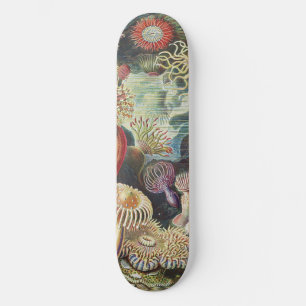 Haeckel Zeeanemonen Zeevaart Zeeleven Kunst Collag Persoonlijk Skateboard