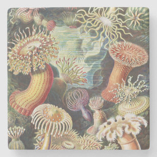 Haeckel Zeeanemonen Zeevaart Zeeleven Kunst Collag Stenen Onderzetter