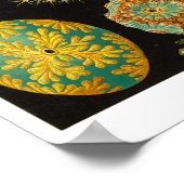 HAECKEL'S ASCIDIACEA POSTER (Hoek)