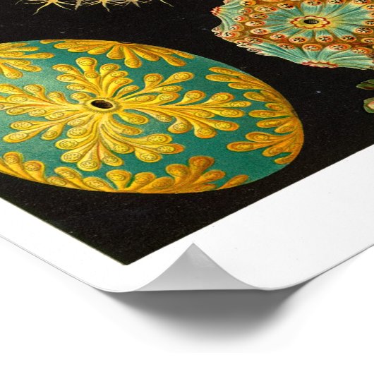 HAECKEL'S ASCIDIACEA POSTER (Hoek)