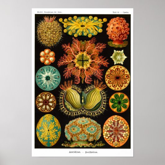 HAECKEL'S ASCIDIACEA POSTER (Voorkant)