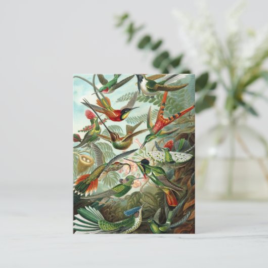 Haeckel's Briefkaart voor de vermenging van vogels (Staand voorkant)