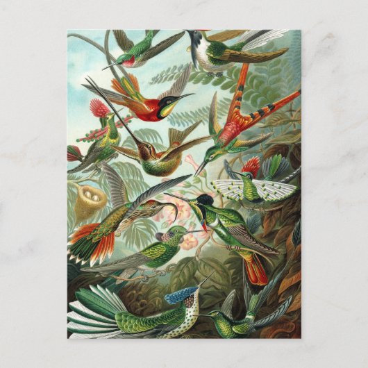 Haeckel's Briefkaart voor de vermenging van vogels (Voorkant)