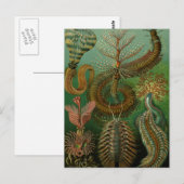 Haeckel's Chaetopoda Briefkaart (Voorkant / Achterkant)
