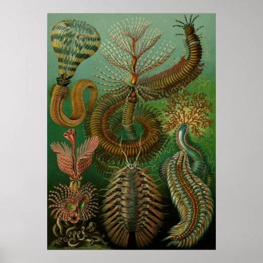 Haeckel's Chaetopoda Poster (Voorkant)