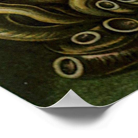 Haeckel's Chaetopoda Poster (Hoek)