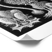 Haeckel's Mycetozoa Poster (Hoek)
