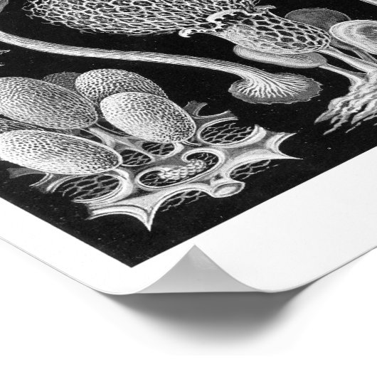 Haeckel's Mycetozoa Poster (Hoek)