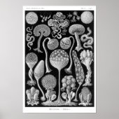 Haeckel's Mycetozoa Poster (Voorkant)