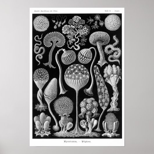 Haeckel's Mycetozoa Poster (Voorkant)
