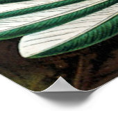 Haeckel's Poster voor de vermenging van vogels (Hoek)