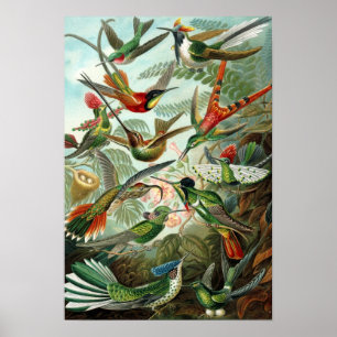 Haeckel's Poster voor de vermenging van vogels