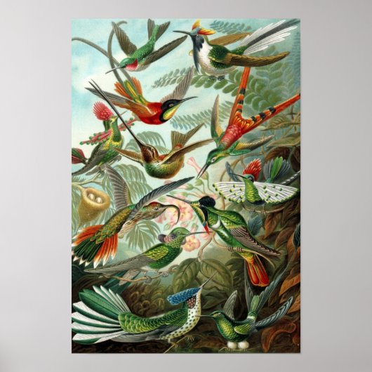 Haeckel's Poster voor de vermenging van vogels (Voorkant)