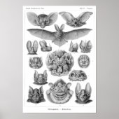 Haeckel's vleermuizen poster (Voorkant)
