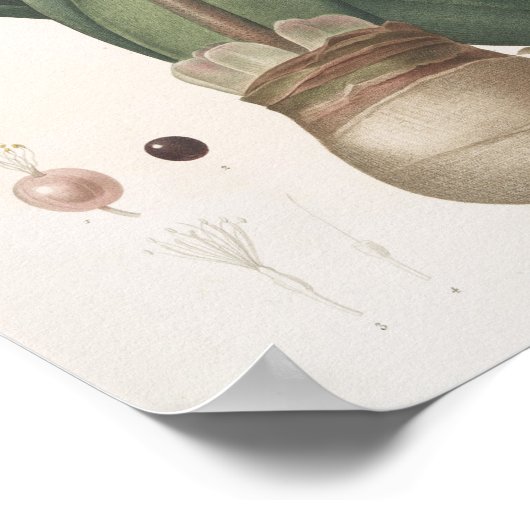 Haemanthus Coccineus Poster (Hoek)