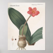 Haemanthus Coccineus Poster (Voorkant)