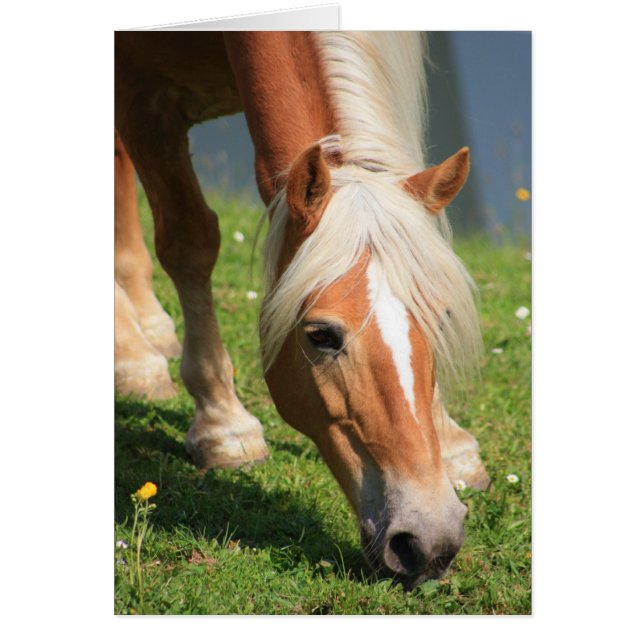 Haflinger (Voorkant)