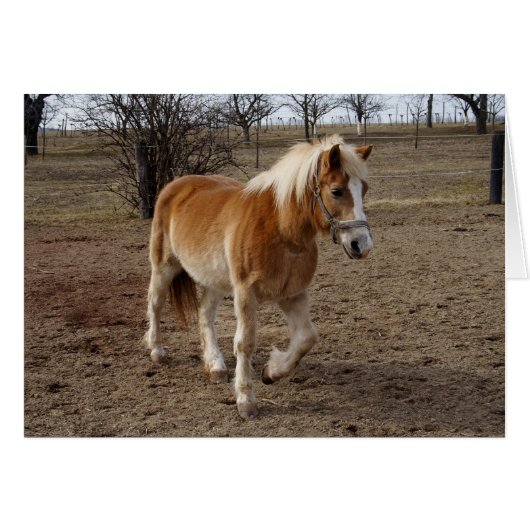 Haflinger (Voorkant Horizontaal)