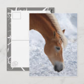 Haflinger 1 briefkaart (Voorkant / Achterkant)