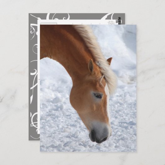 Haflinger 1 briefkaart (Voorkant / Achterkant)