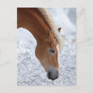 Haflinger 1 briefkaart