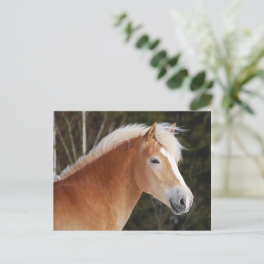 Haflinger 2 briefkaart (Staand voorkant)