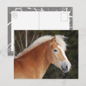 Haflinger 2 briefkaart (Voorkant / Achterkant)