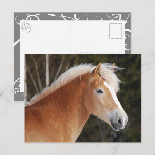 Haflinger 2 briefkaart (Voorkant / Achterkant)