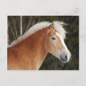 Haflinger 2 briefkaart (Voorkant)