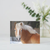 Haflinger 3 briefkaart (Staand voorkant)