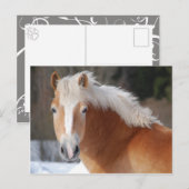 Haflinger 3 briefkaart (Voorkant / Achterkant)