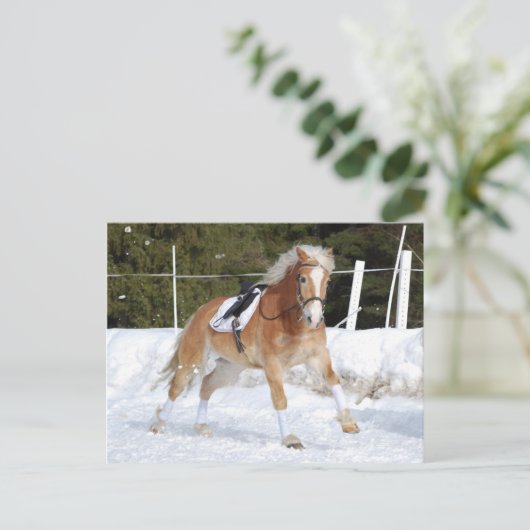 Haflinger 4 briefkaart (Staand voorkant)