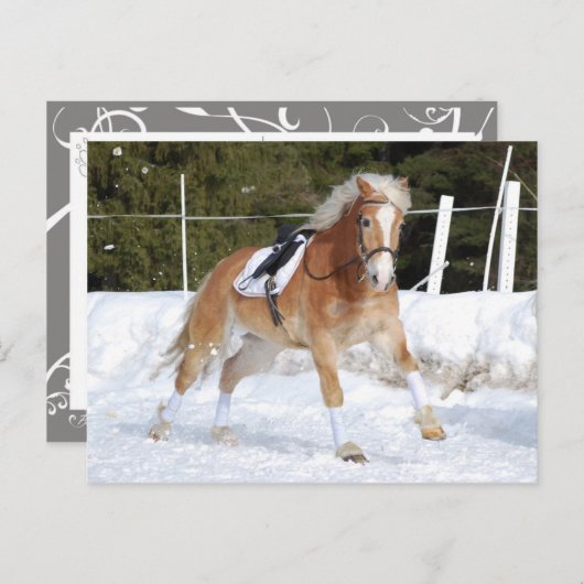 Haflinger 4 briefkaart (Voorkant / Achterkant)